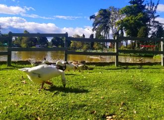 El lago del Parque de Los Novios