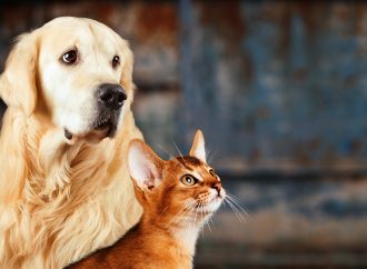 Pet Tech: Tecnología al servicio de las mascotas