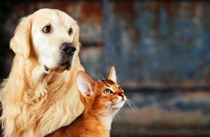 Pet Tech: Tecnología al servicio de las mascotas