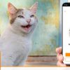 La app que traduce los maullidos de tu gato