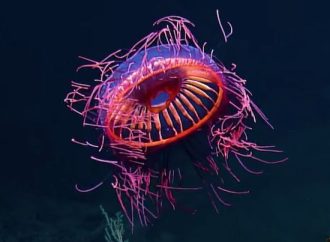 La rara especie de medusa Halitrephes maasi