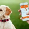 Los mejores collares para perros con GPS