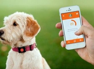 Los mejores collares para perros con GPS