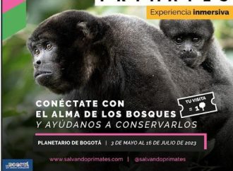 Conecta con la naturaleza en ‘Salvando Primates’: una experiencia inmersiva en el Planetario de Bogotá